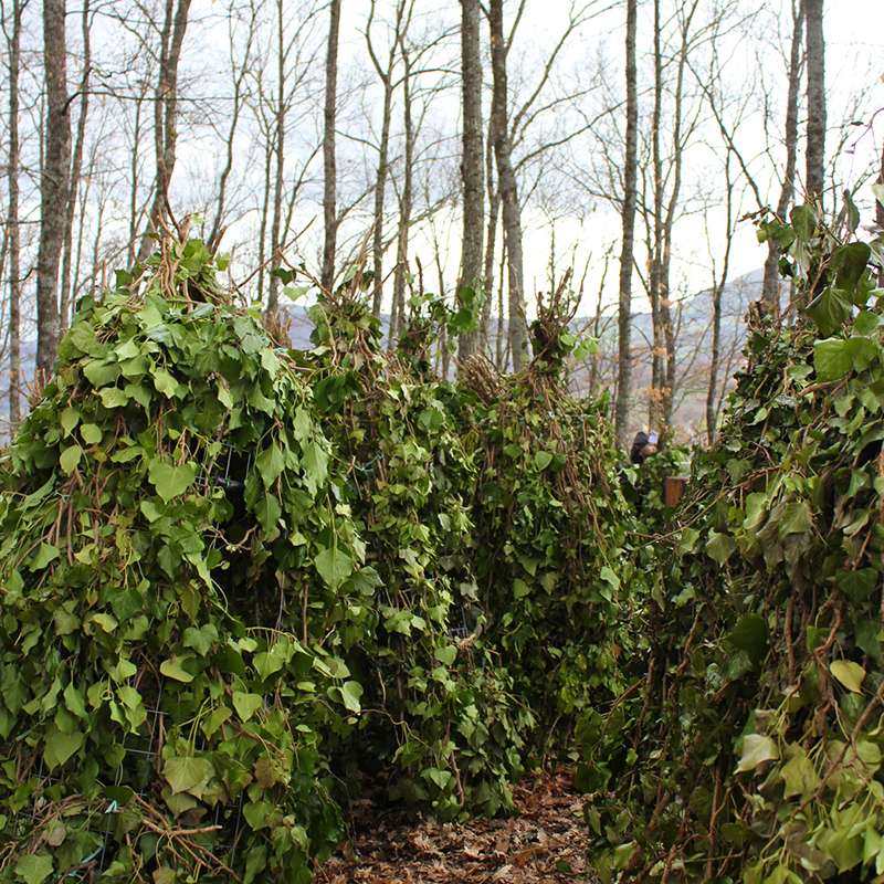 La foresta che cammina