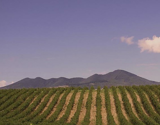 Rionero in Vulture e l'Aglianico