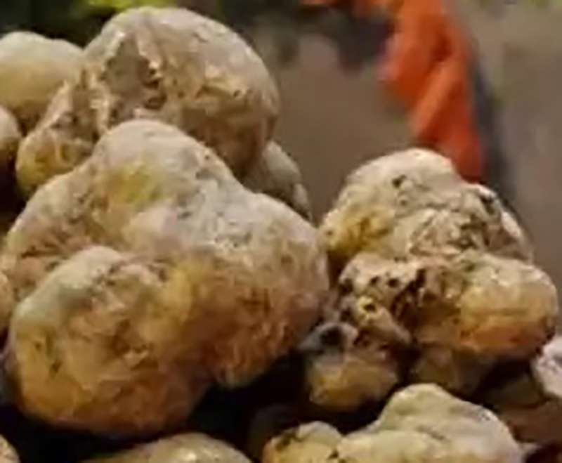 Tartufo bianco di Carbone