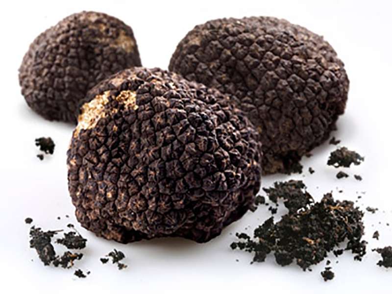 Tartufo di Marsicovetere